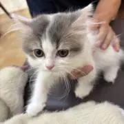まるもふの画像