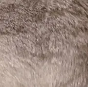 ふみふみ