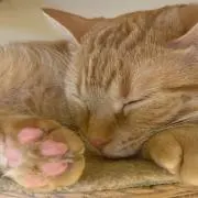 ウマ娘】メジロ讃歌 LPレコード MI-0178 - メルカリ