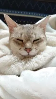 れもん。（購入後、発送方法の変更有り）の画像