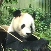 ルビーの画像