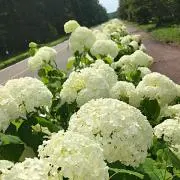 ラウルの画像
