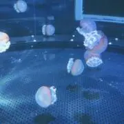 トレジャーBOXの画像