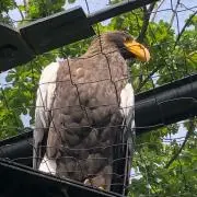 サクラ
