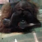 ひん