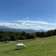せいせいの画像