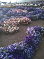 ポチリの画像