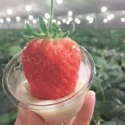 くだものでおなかいっぱいの画像