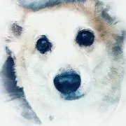 たぬたぬの画像