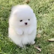 れいぴよよの画像
