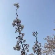 さくらの画像