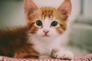 ブーの画像