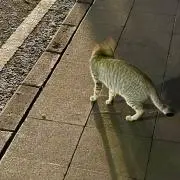ちゃぼの画像