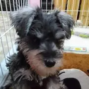すもも