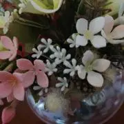 りまの画像