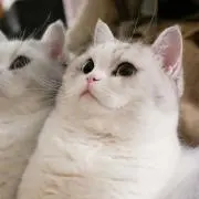 琴の画像