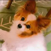 ゆき