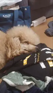 たくの画像