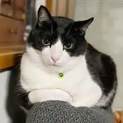 シロ