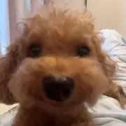 れの画像