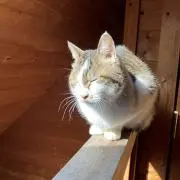 ぞょるじ