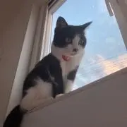 でんこゆき