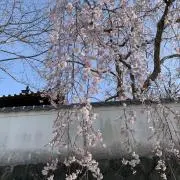 αの画像