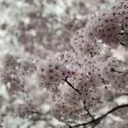 Na-chanの画像