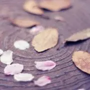 LEMONDOLLの画像