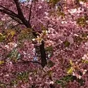 タマと薔薇