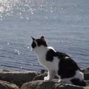Skyの画像