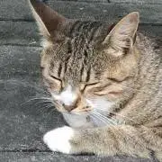 ちゃわんたけの画像