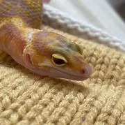SYKの画像