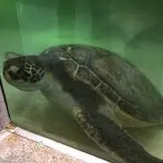 しろ