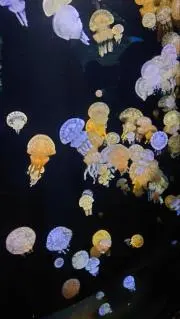 コリポンの画像