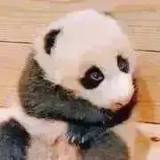 こパンダ　ラッピング無料⁺˳✧の画像