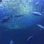 ちかぴょん