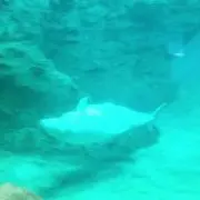 アカウント停止中。早めに購入ください。