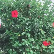 はいび♪