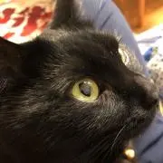 アモラchanの画像