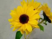 らんの画像