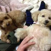 ipisの画像
