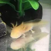 きゃんたまお