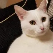 のらねこ