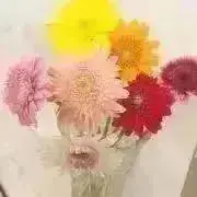 Image of ミニィ