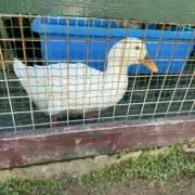 しろの画像