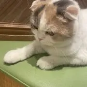 しぇんの画像