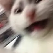 紫雨の画像