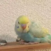 かりちゃん