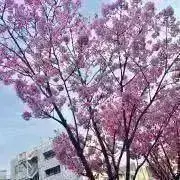 りんりんの画像